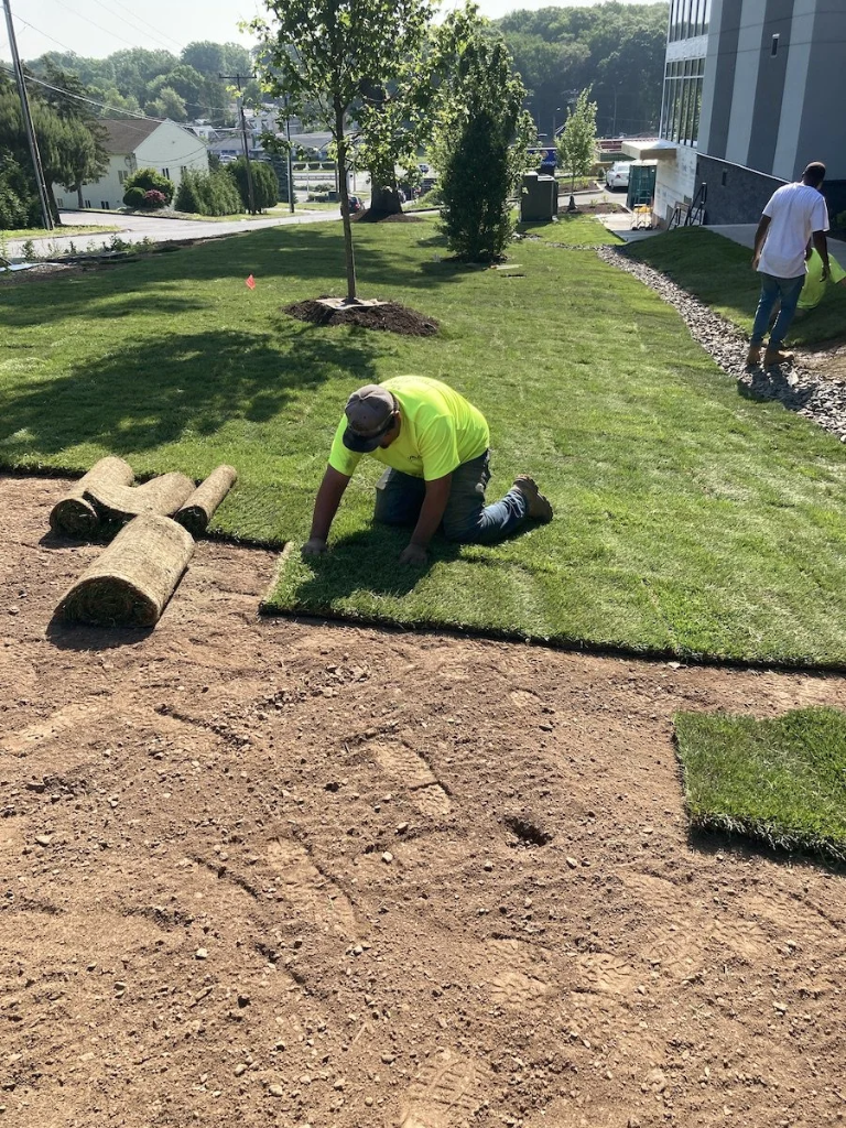 Premium lawn installation