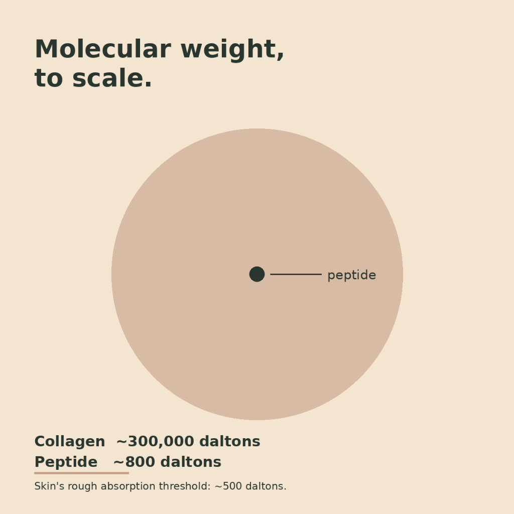 Scale comparison of a collagen molecule at 300,000 daltons against a peptide at 800 daltons, shown as proportional circles.