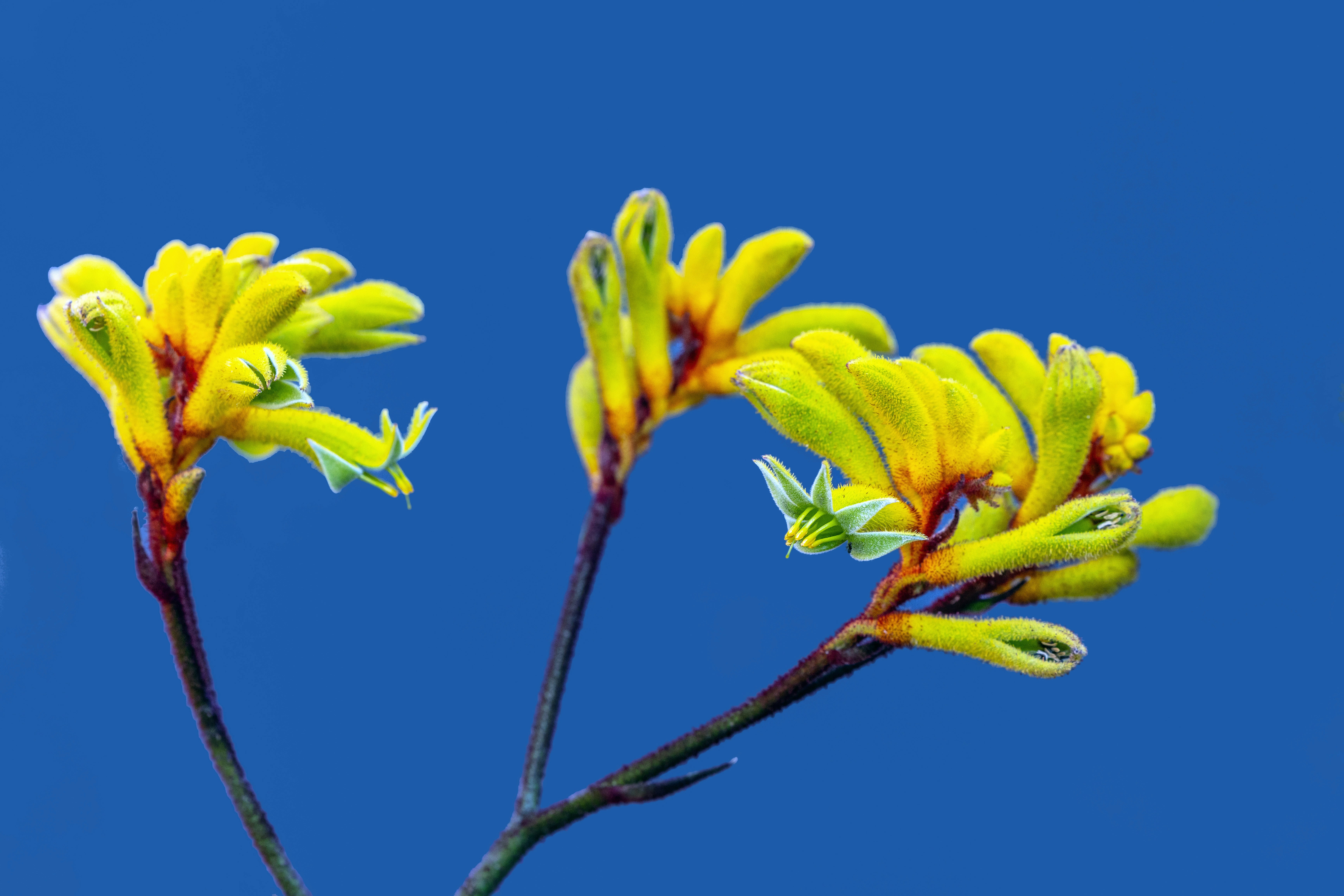 Yellow kangaroo paw flowers with red-orange bases against a deep blue background