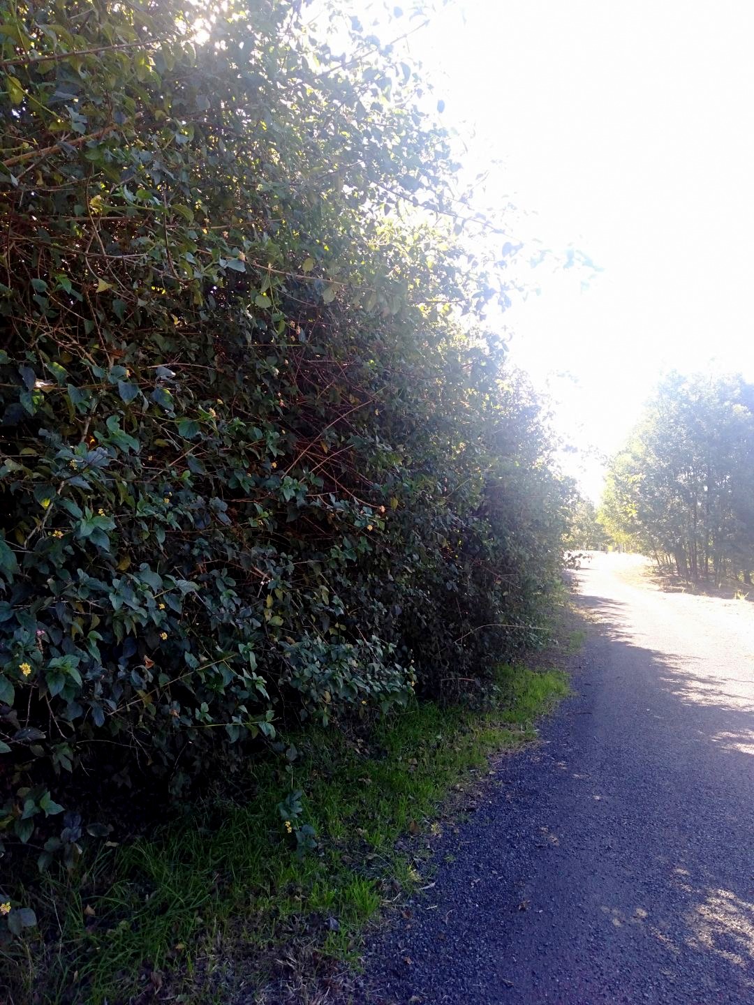 Dense lantana infestation crowding the edge of a sunlit gravel track