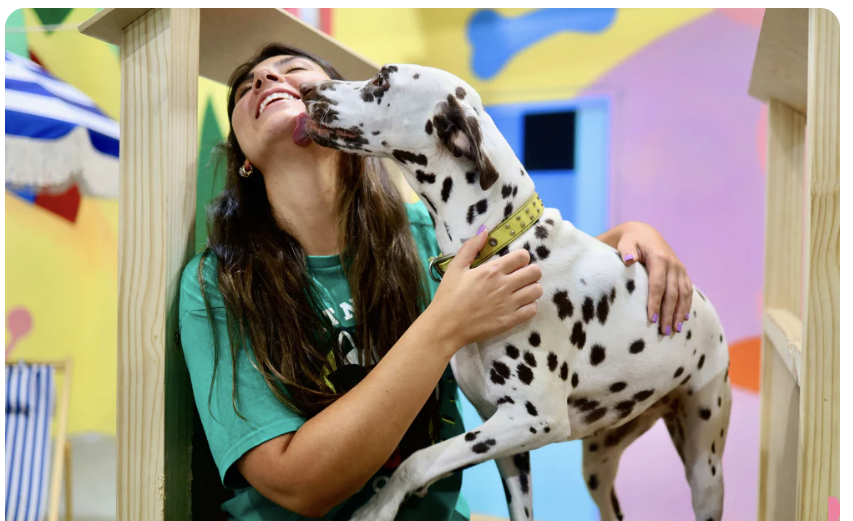 Dogs In Town — a happy Dalmatian at daycare
