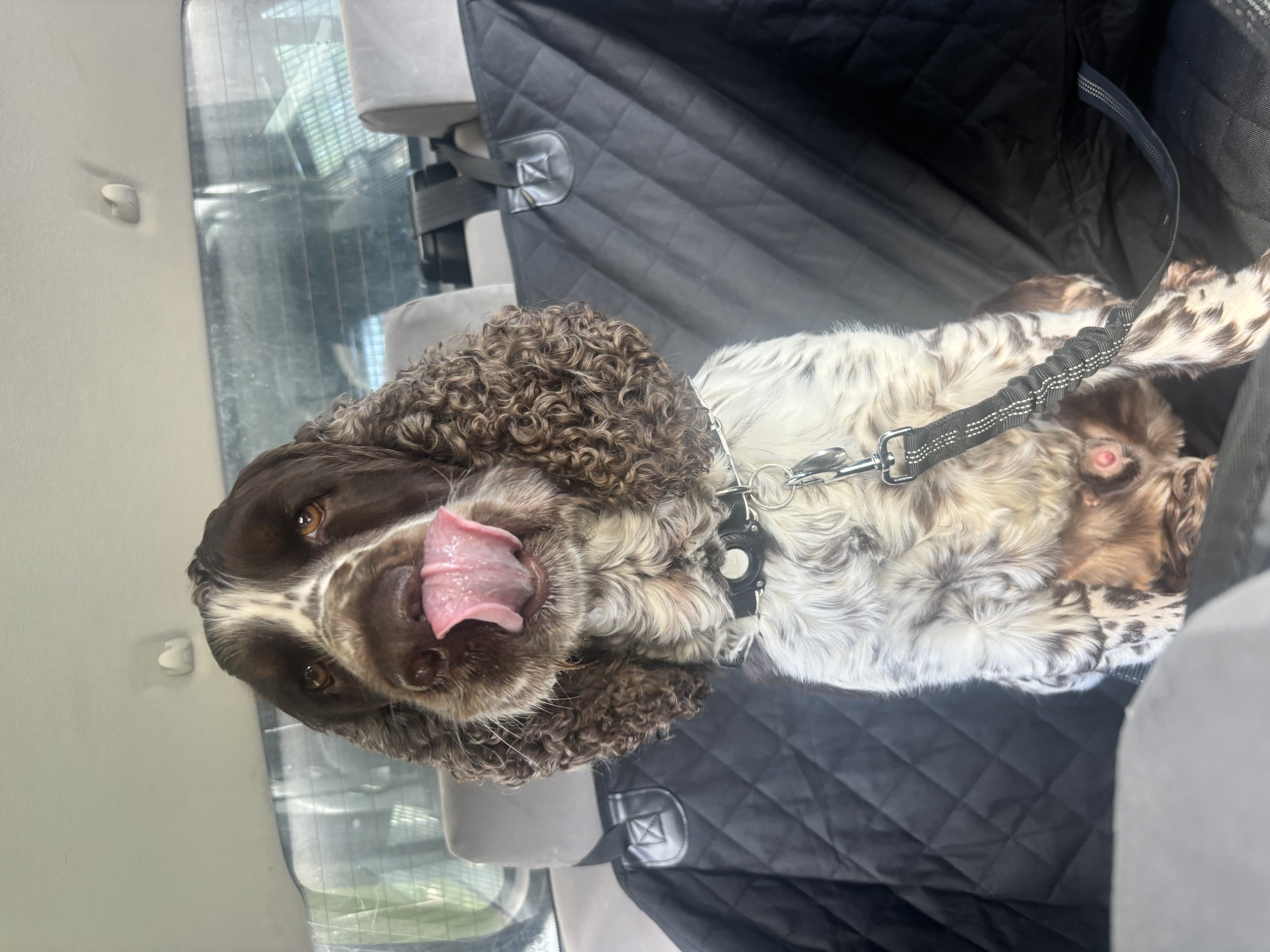 A happy Springer Spaniel riding in the back seat of a Rupert's Pet Rides car