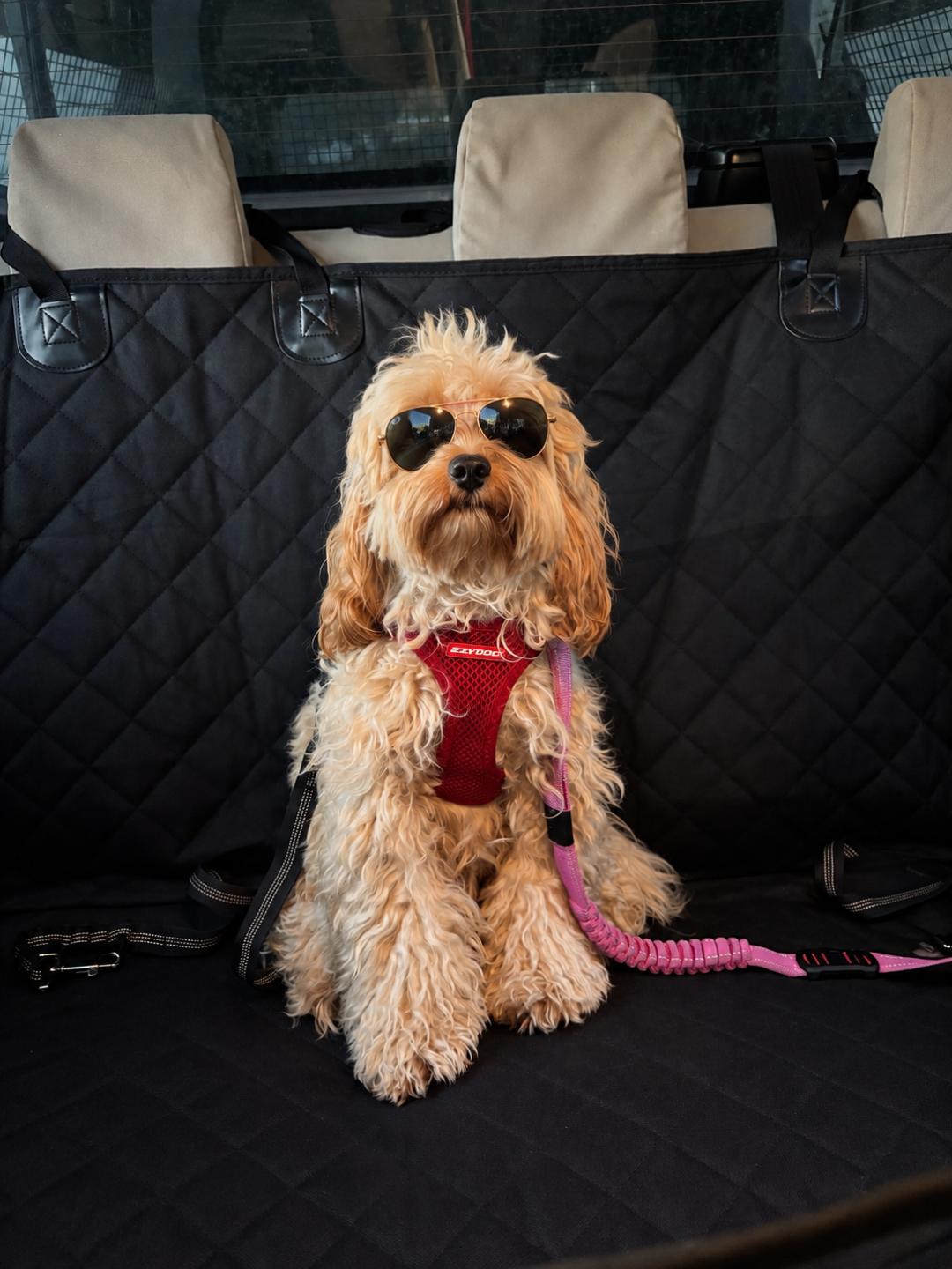 Sona on a Rupert's Pet Rides journey