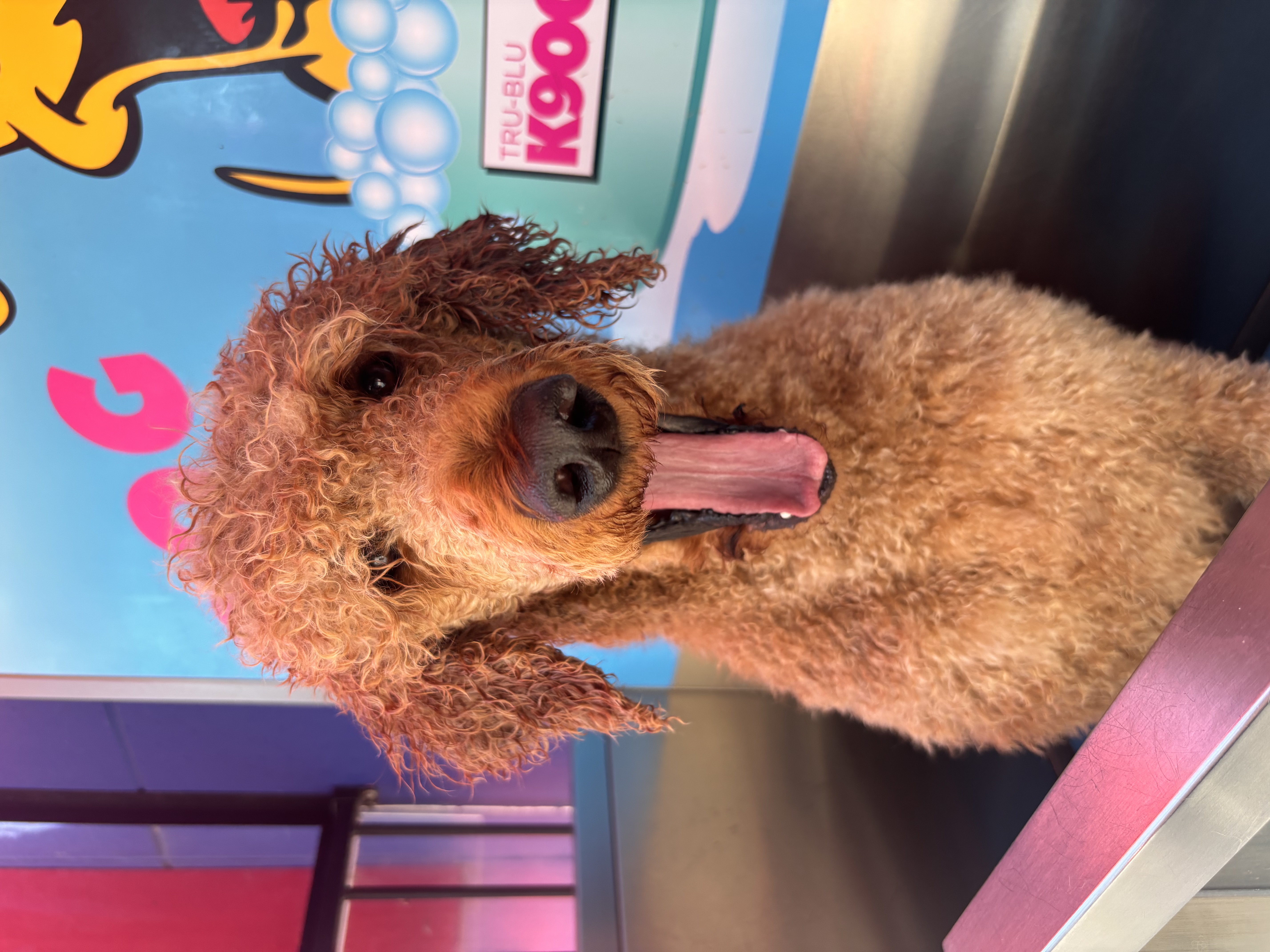 Dog washed and dried before drop-off home