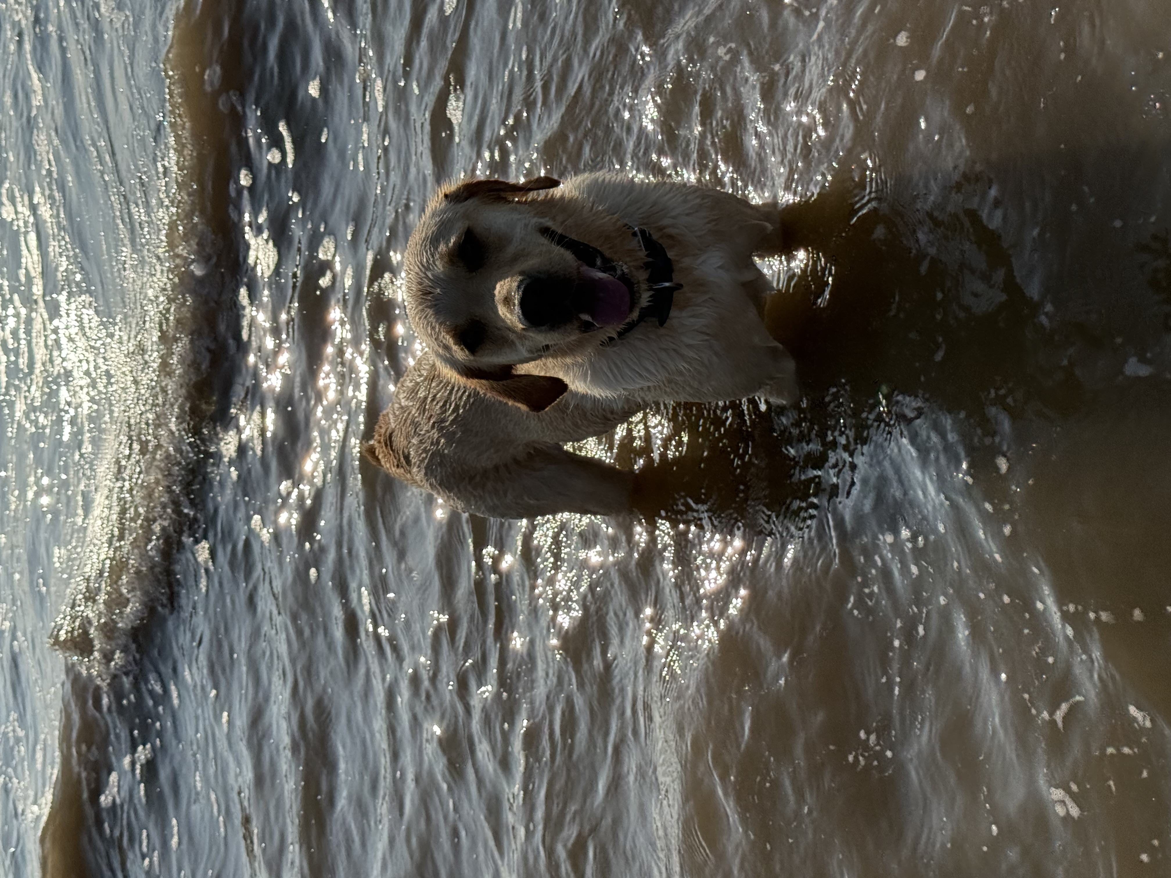 Scout the Labrador in the water