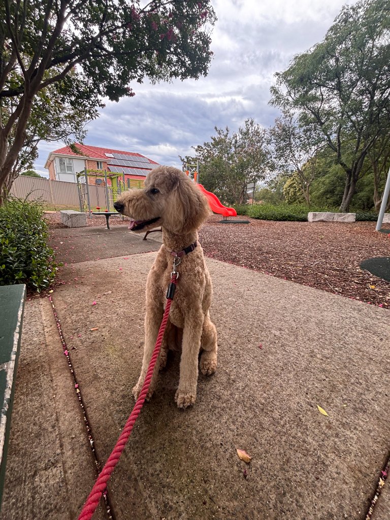Rosie on a Rupert's Pet Rides journey