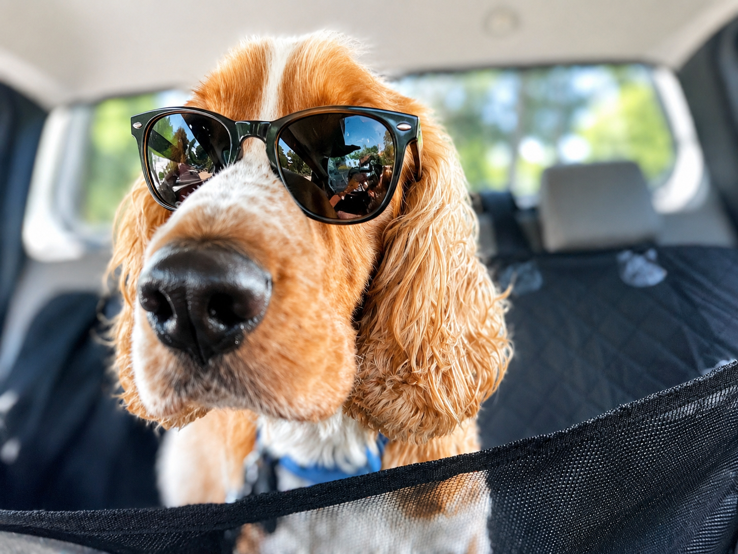 Vinnie on a Rupert's Pet Rides journey