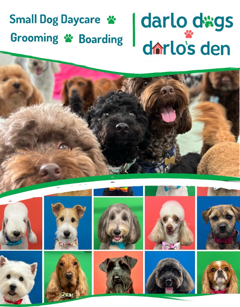 Darlo Dogs flyer