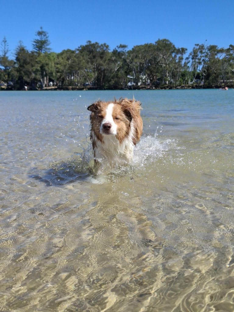 Luna on a Rupert's Pet Rides journey