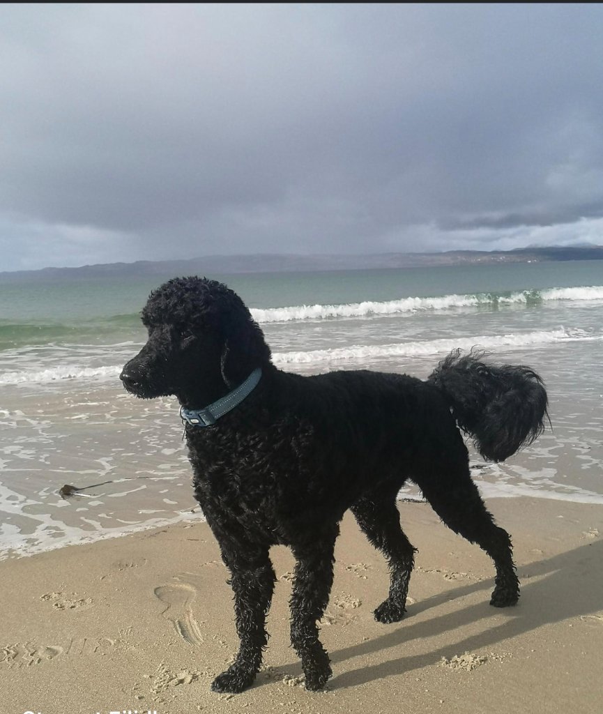 Morph on a Rupert's Pet Rides journey