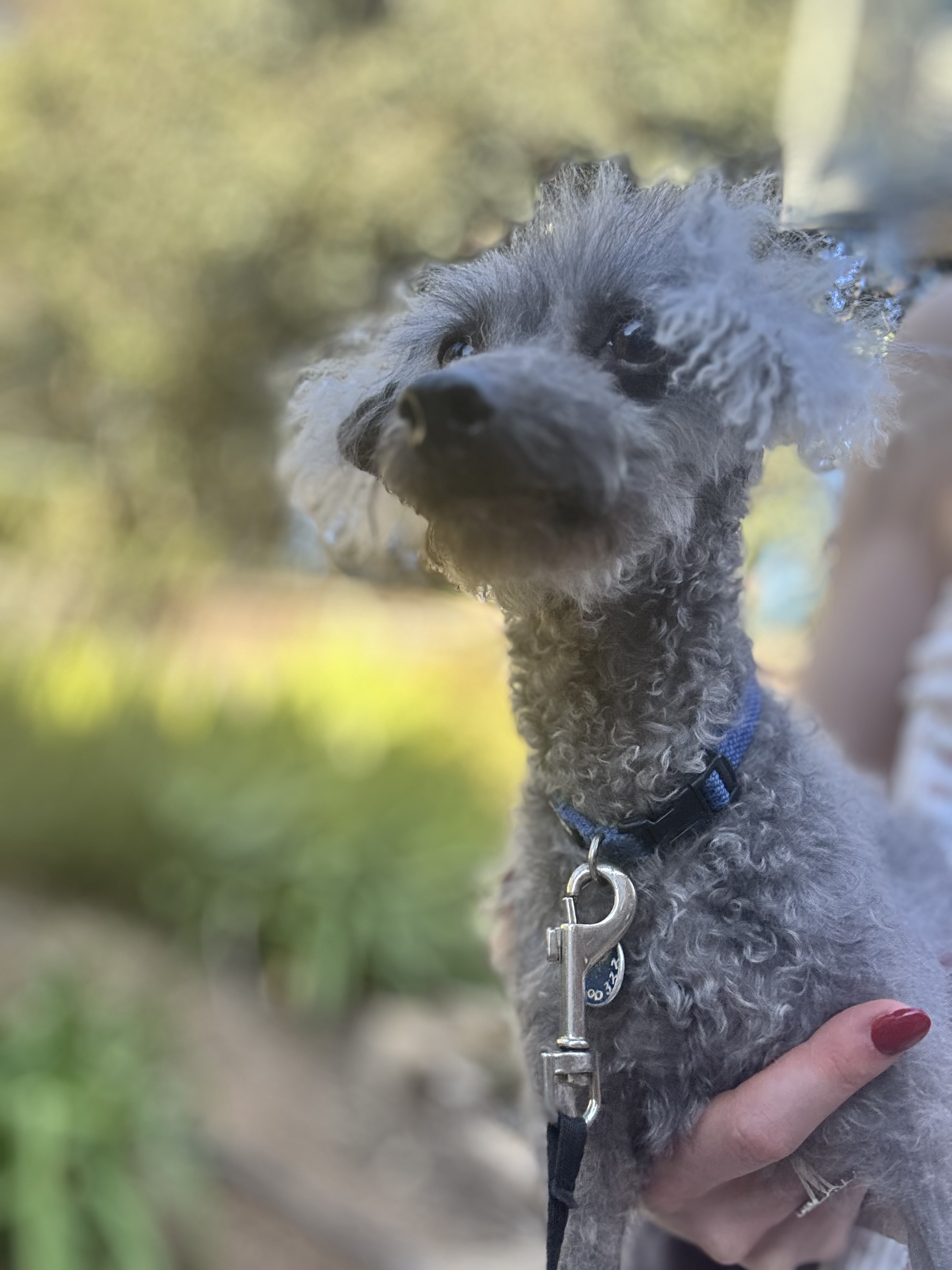 Gus on a Rupert's Pet Rides journey