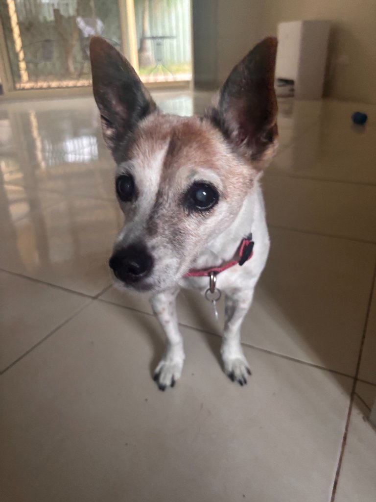 Fuhti on a Rupert's Pet Rides journey
