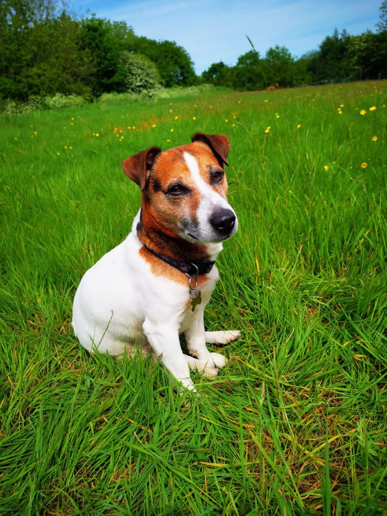 Sammy on a Rupert's Pet Rides journey