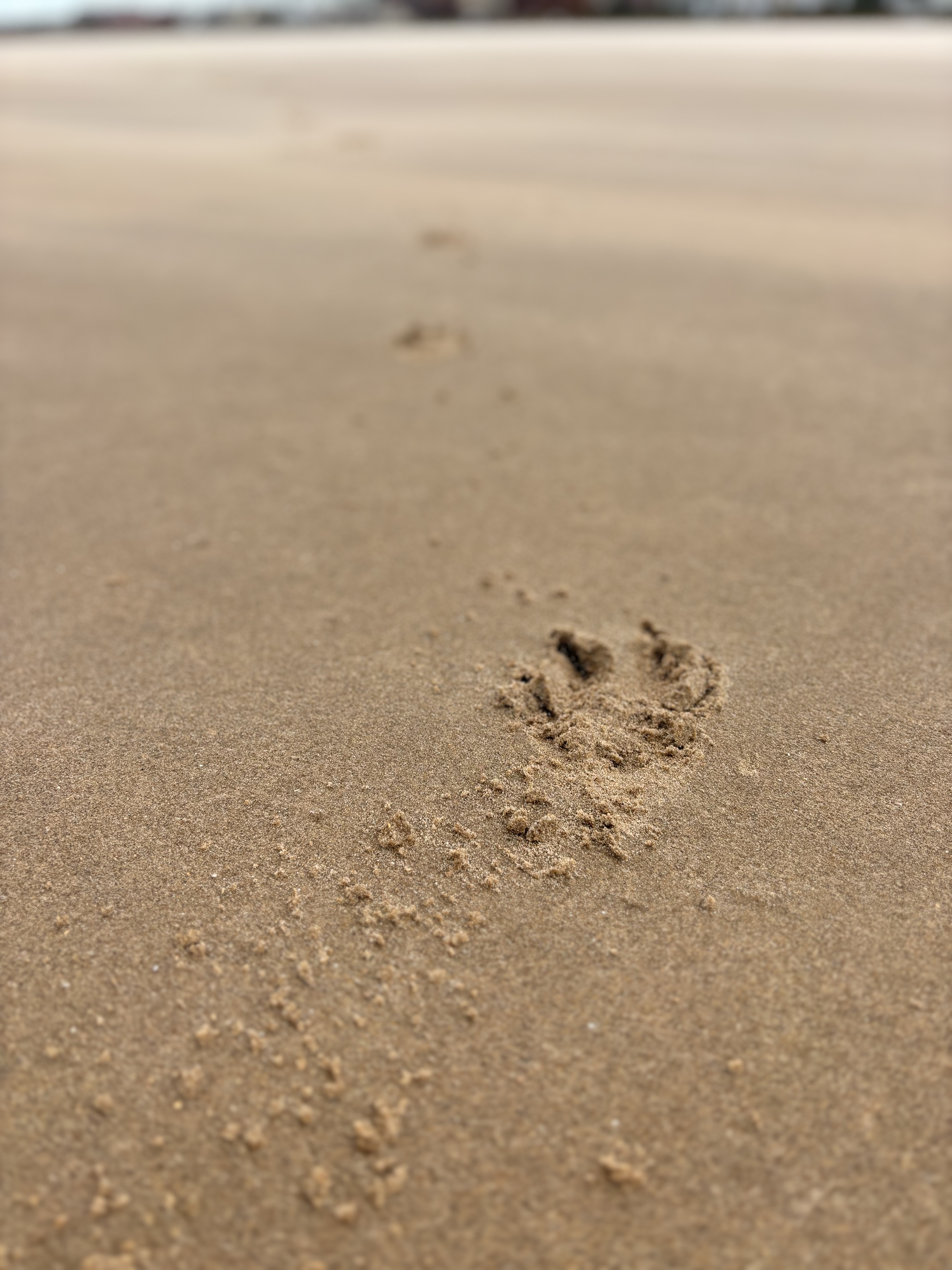 Paw print