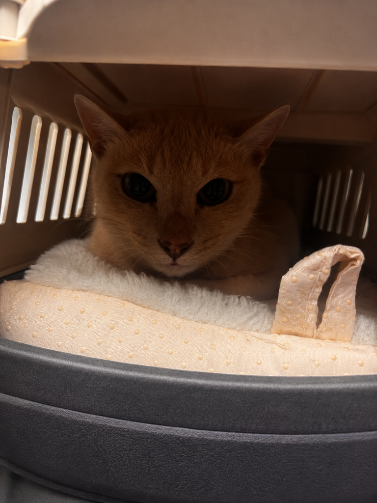 A calm ginger cat resting comfortably in a secure transport carrier