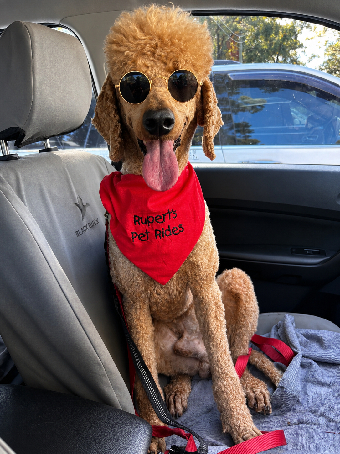 Rupert the Standard Poodle in his chauffeur's seat, sunglasses and bandana on