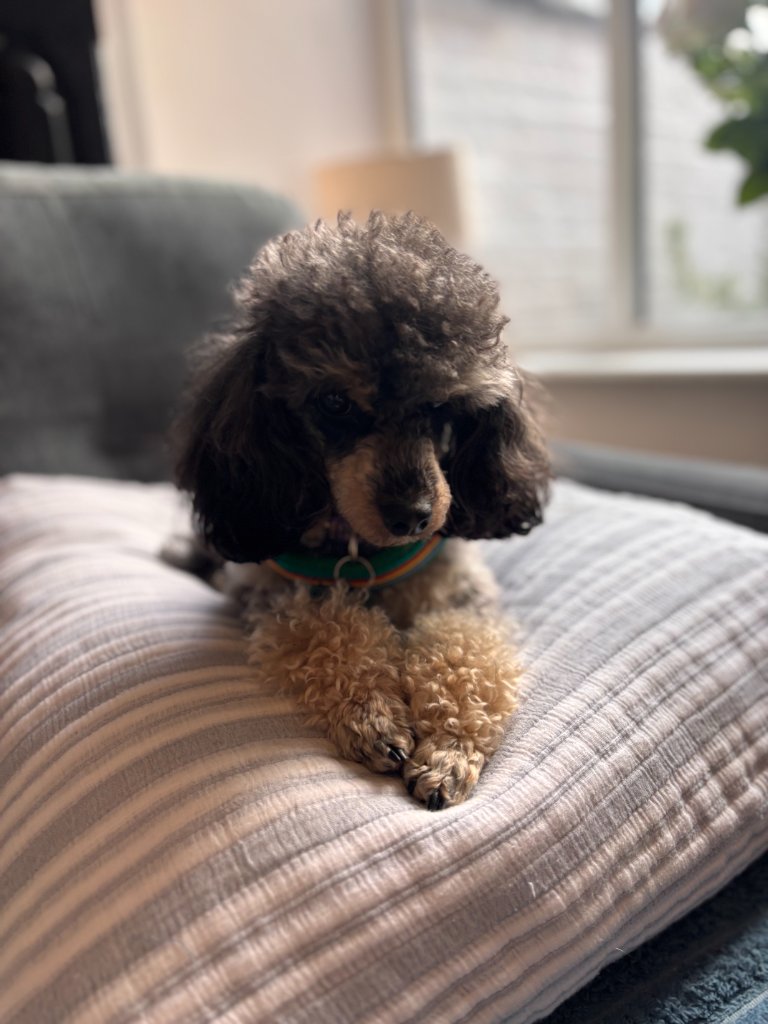 Bettie the Toy Poodle