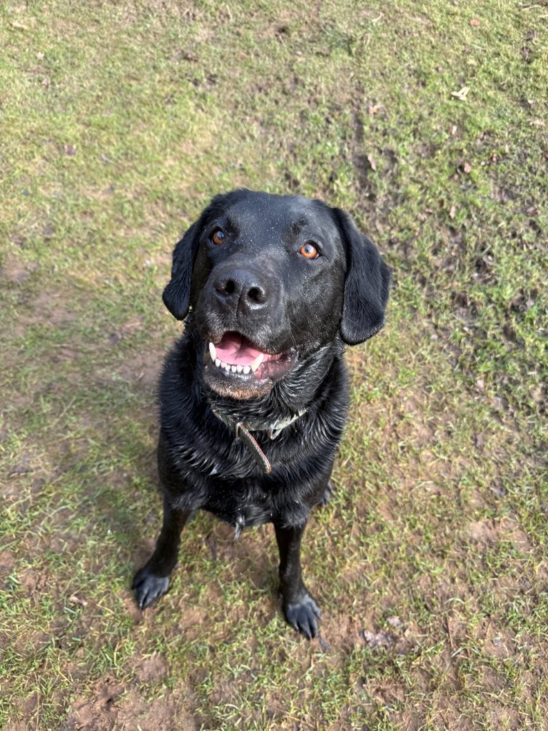 Digby on a Rupert's Pet Rides journey