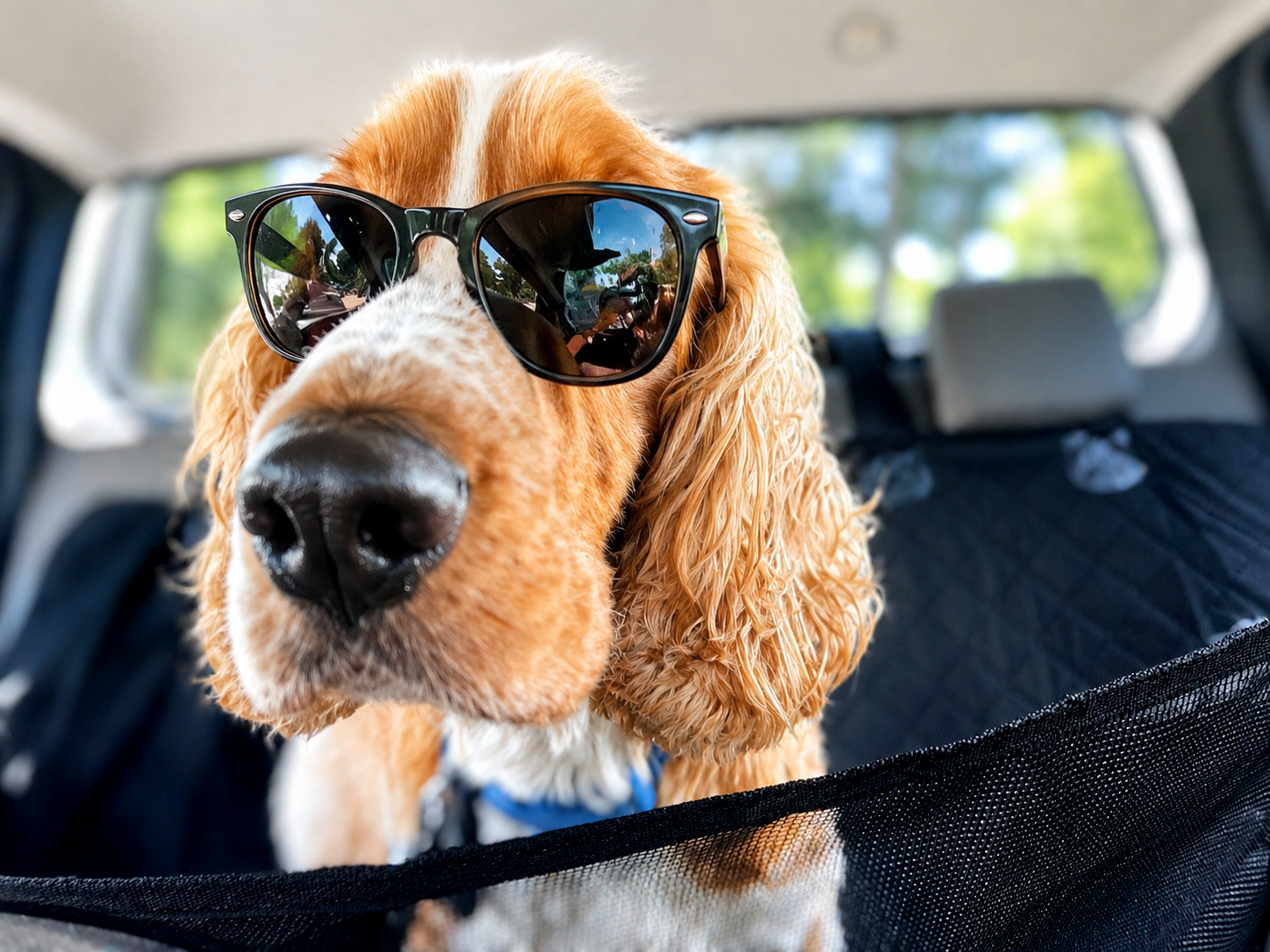Vinnie the dog wearing sunglasses in the car