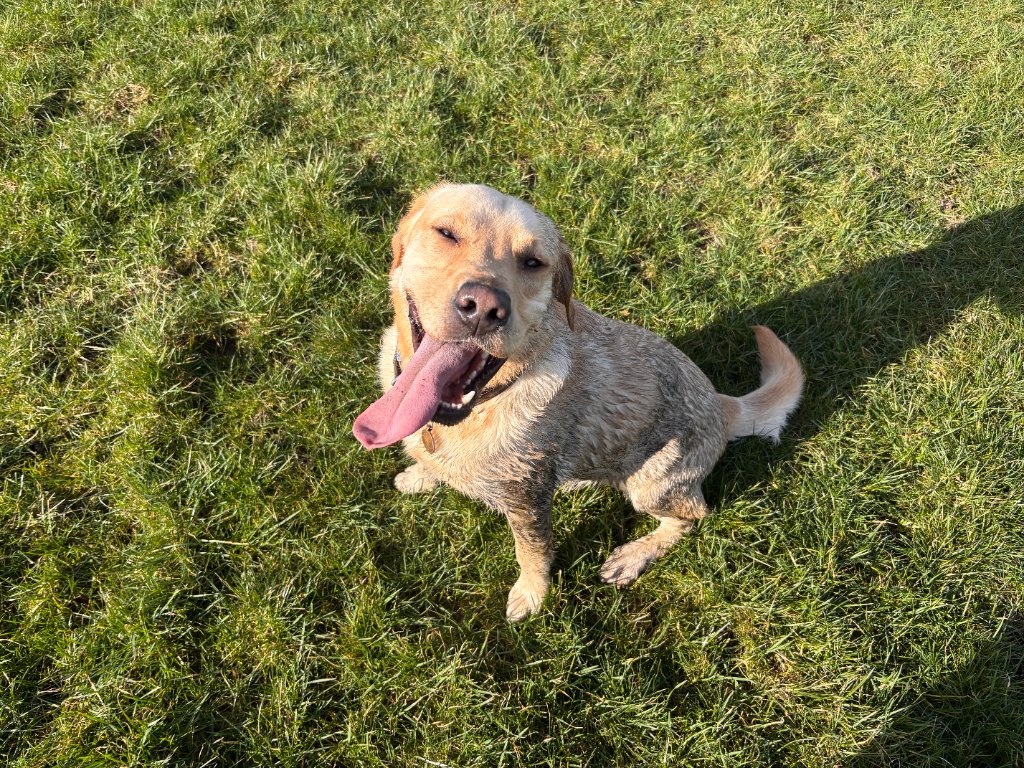 Champ the Golden Labrador