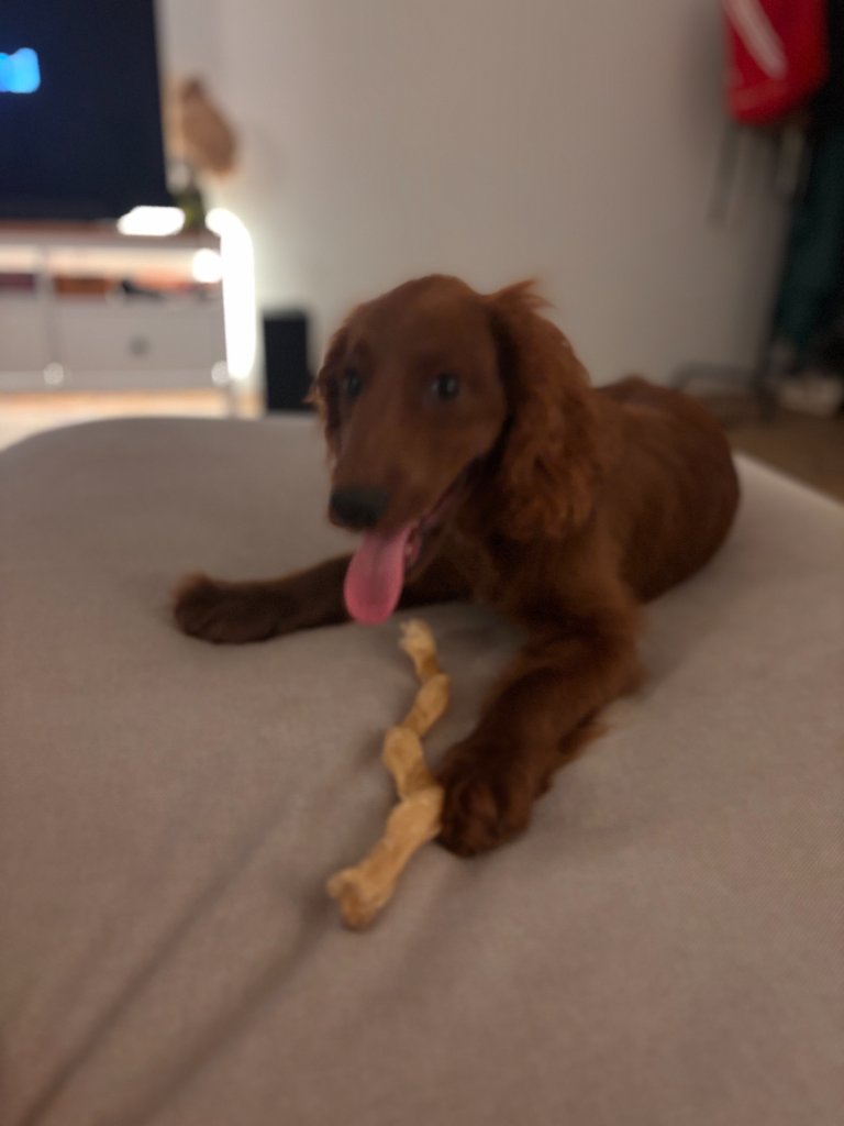 Milo on a Rupert's Pet Rides journey