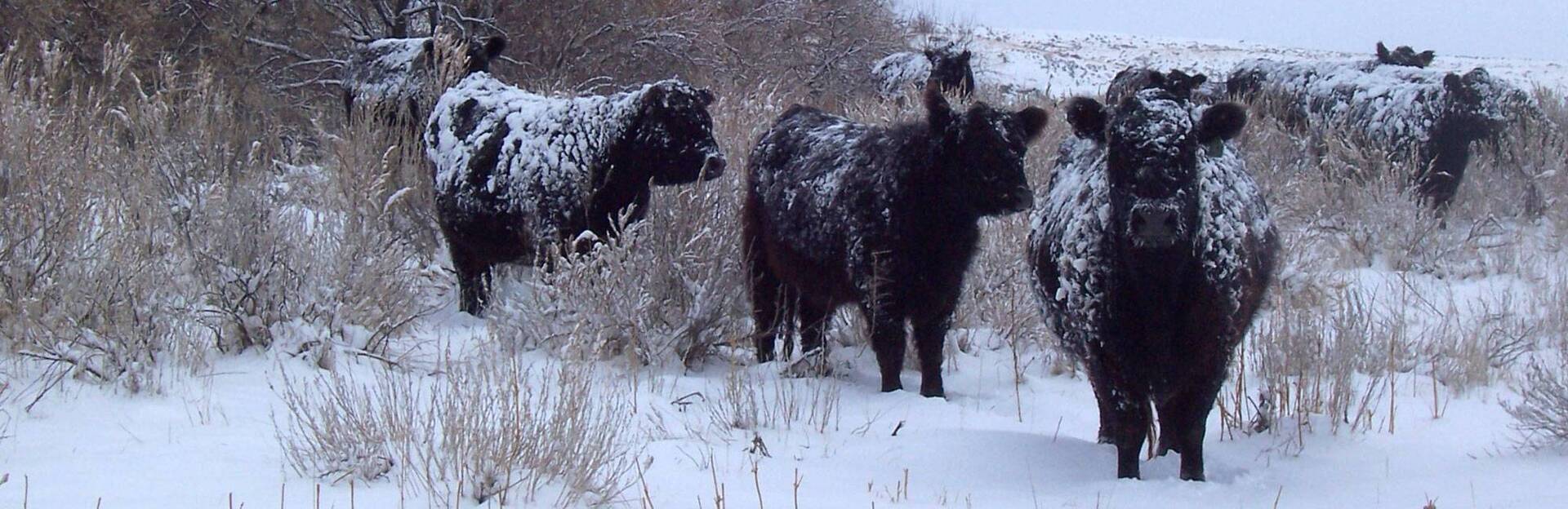 Black Galloway cattle in winter snow conditions demonstrating cold resistance