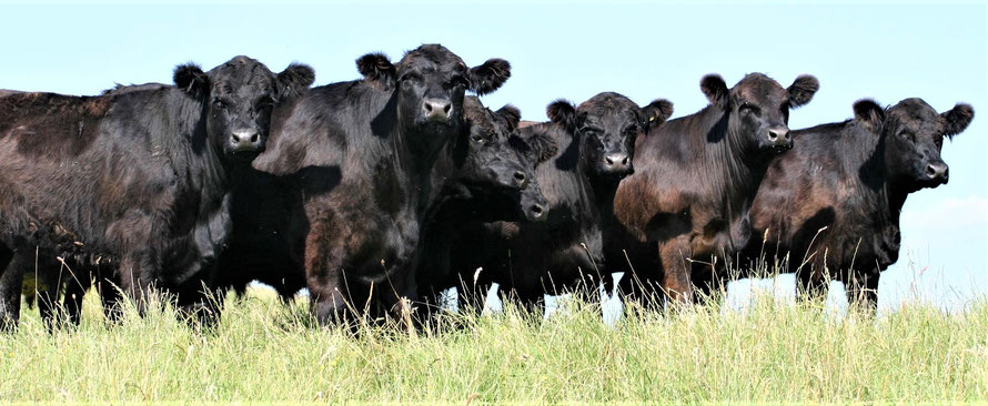 Black Galloway cattle — the foundation of the Scottish Black cross