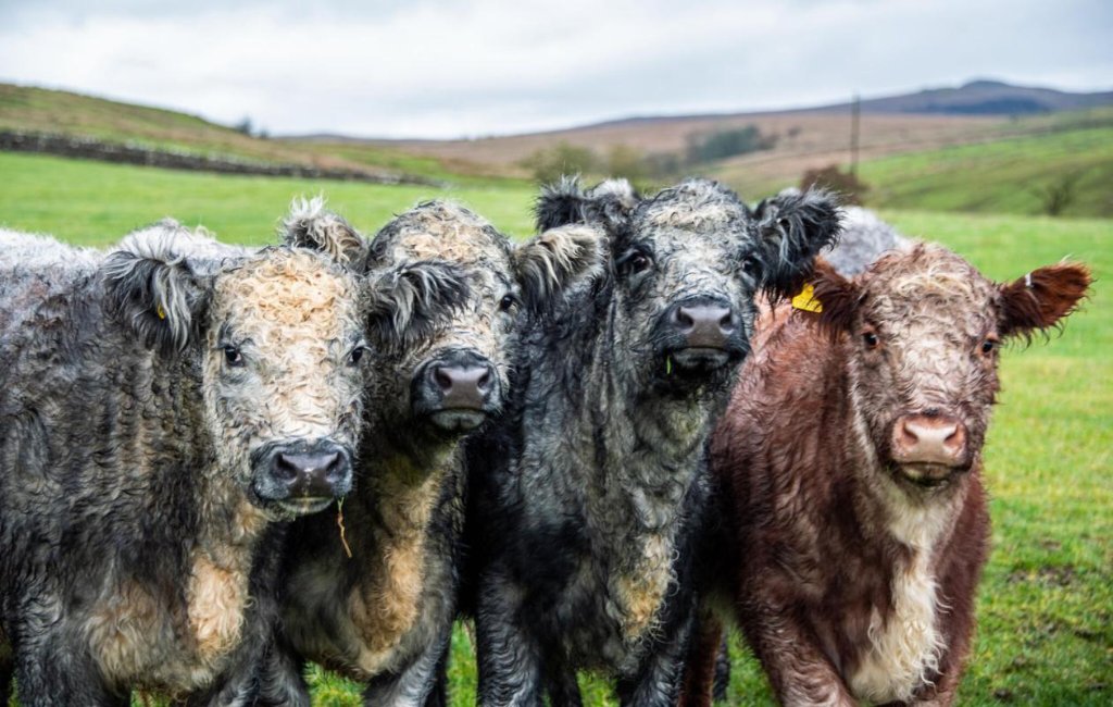Blue-Grey cattle — Galloway crosses — grazing on a Scottish hillside