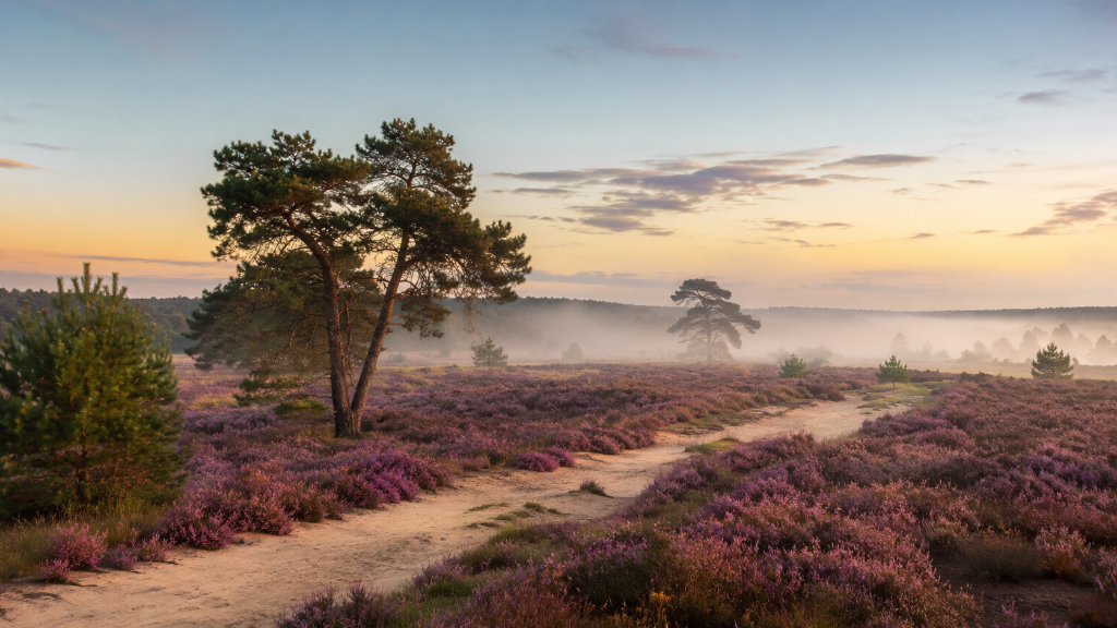 Heide