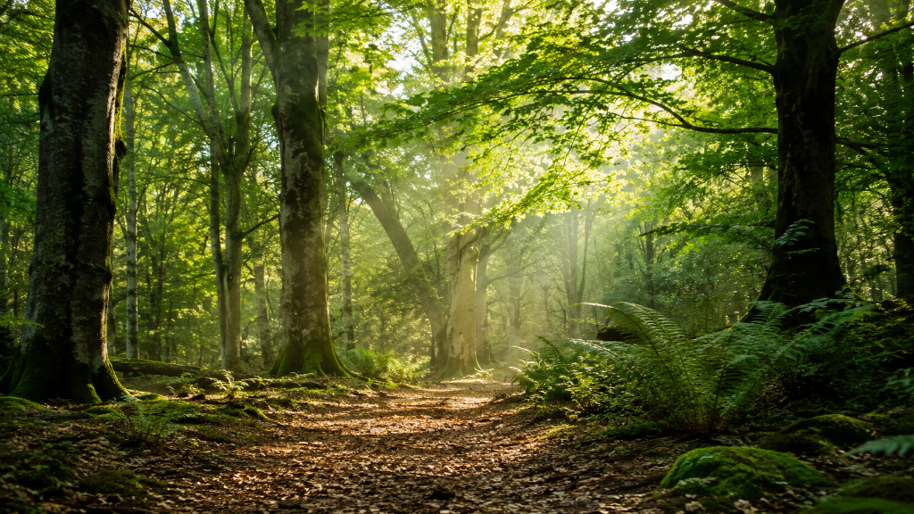 Bomen