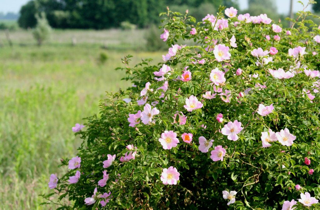 Rozen