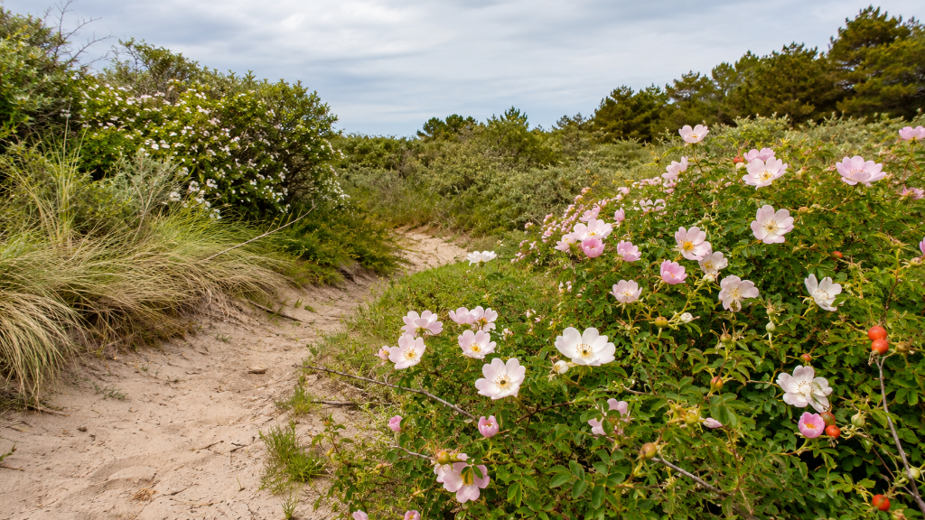 Rozen
