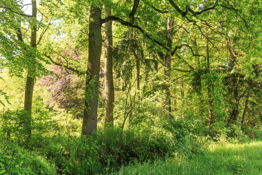 Bomen