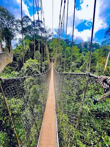 Kakum National Park canopy walkway suspended above dense lush rainforest with blue sky