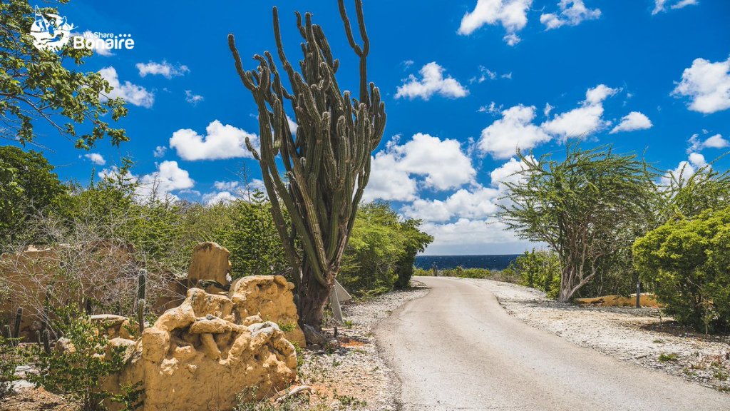 Bonaire road