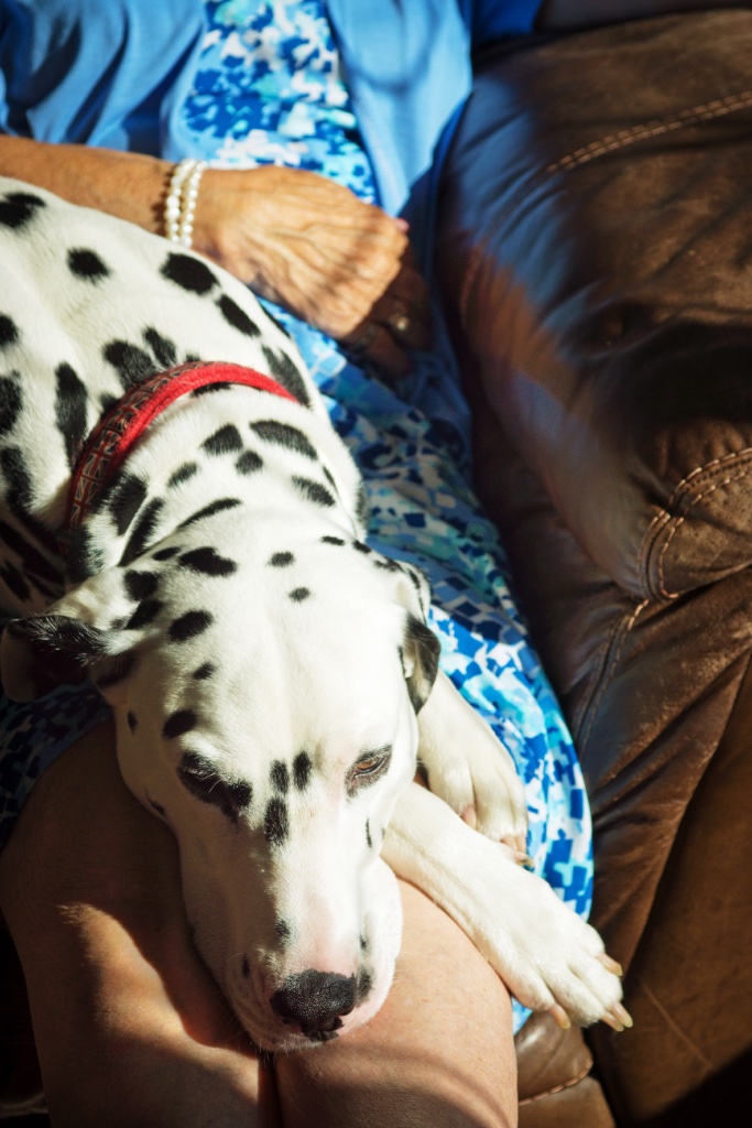 An adult relaxing with a Dalmatian — peace, joy, and embodied health