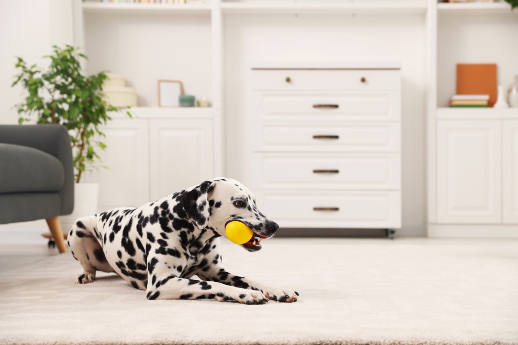 A Dalmatian resting with a bright yellow ball held gently — finding the light