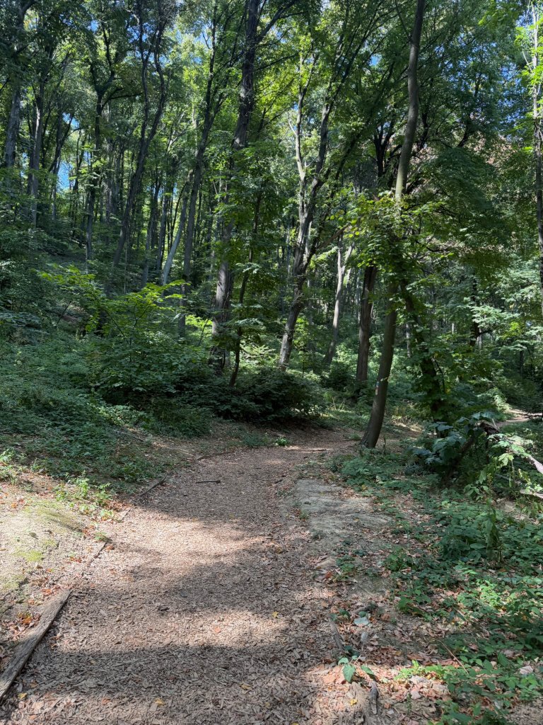 A quiet forest trail