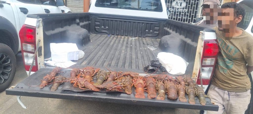 Illegal Crayfish Sellers Apprehended — Roseneath