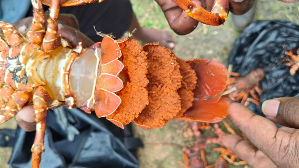 Crayfish & Shad Poaching Operation — South Coast