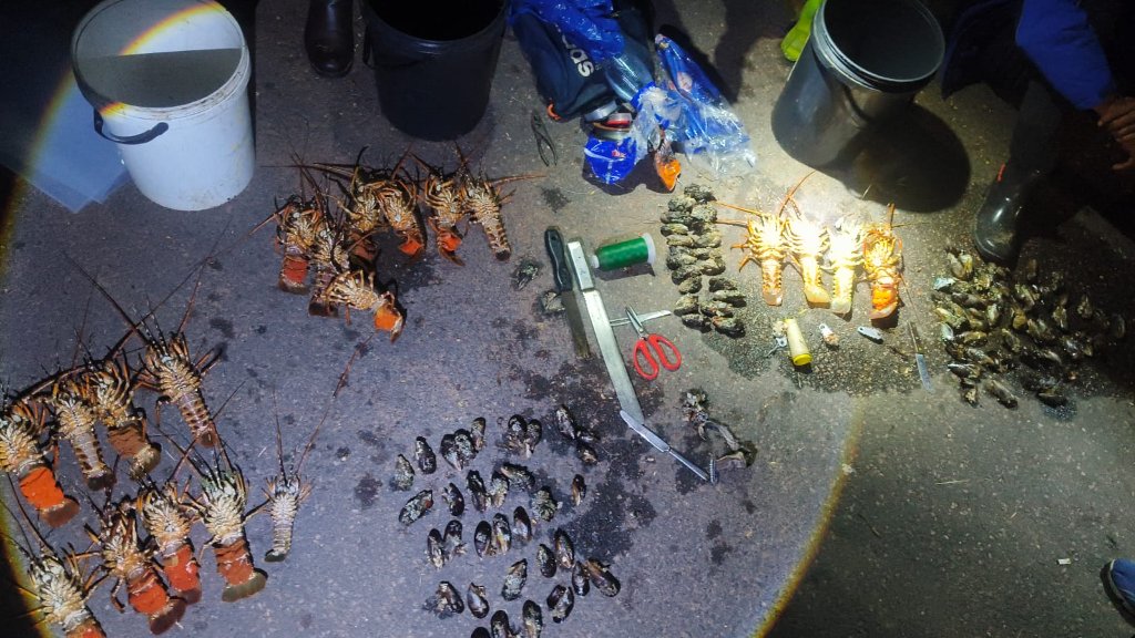 Marine Poachers Apprehended — Park Rynie Beach Night Operation