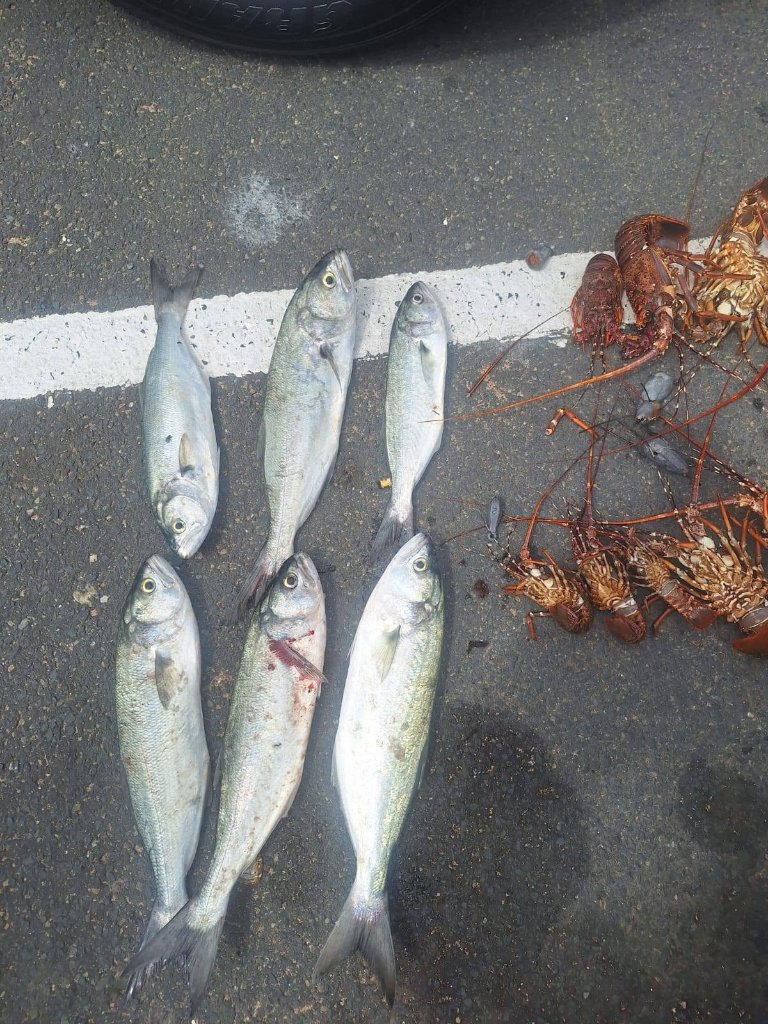 Crayfish & Shad Poaching Bust — Widenham Beach