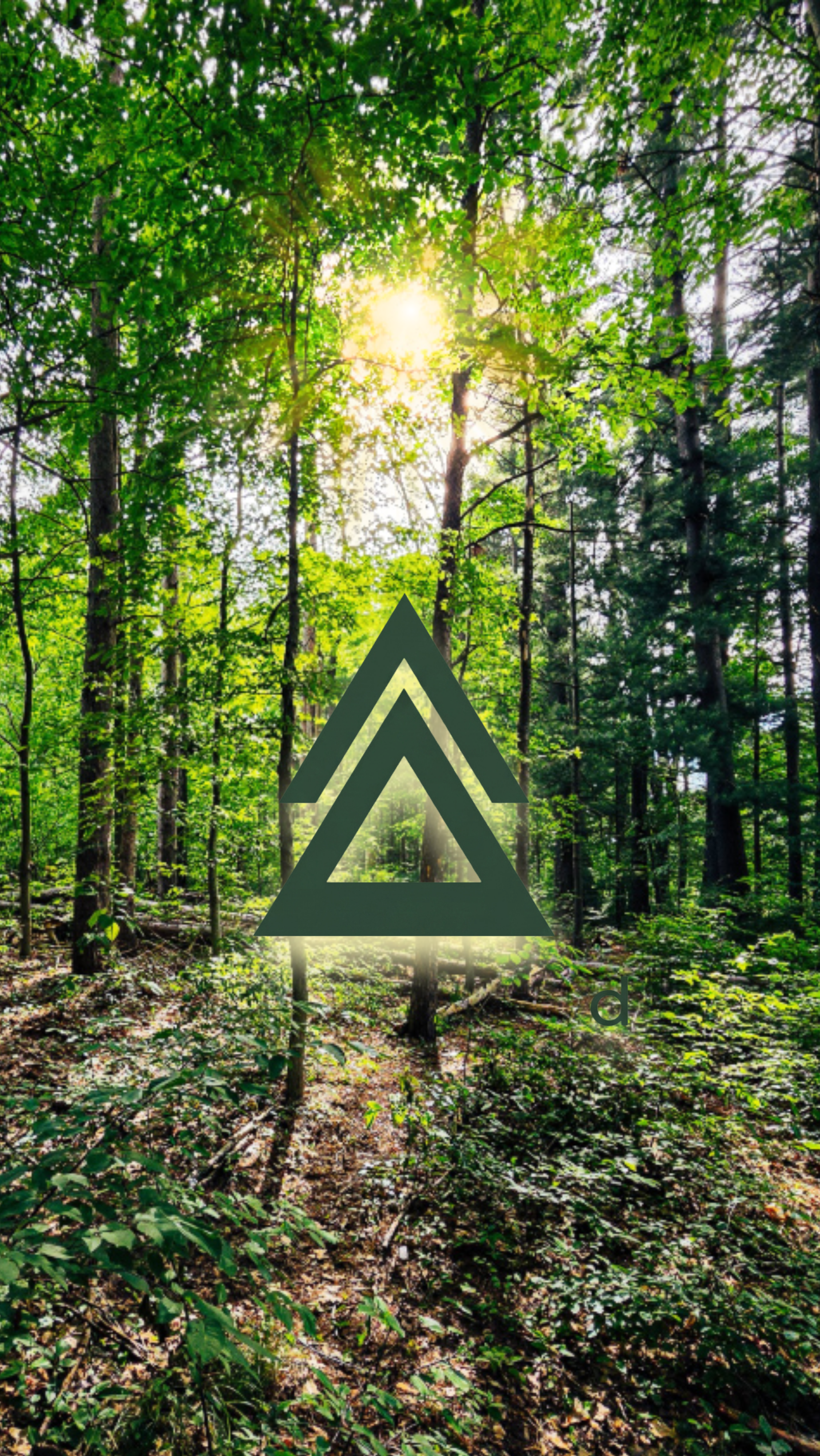 Sunlit forest path