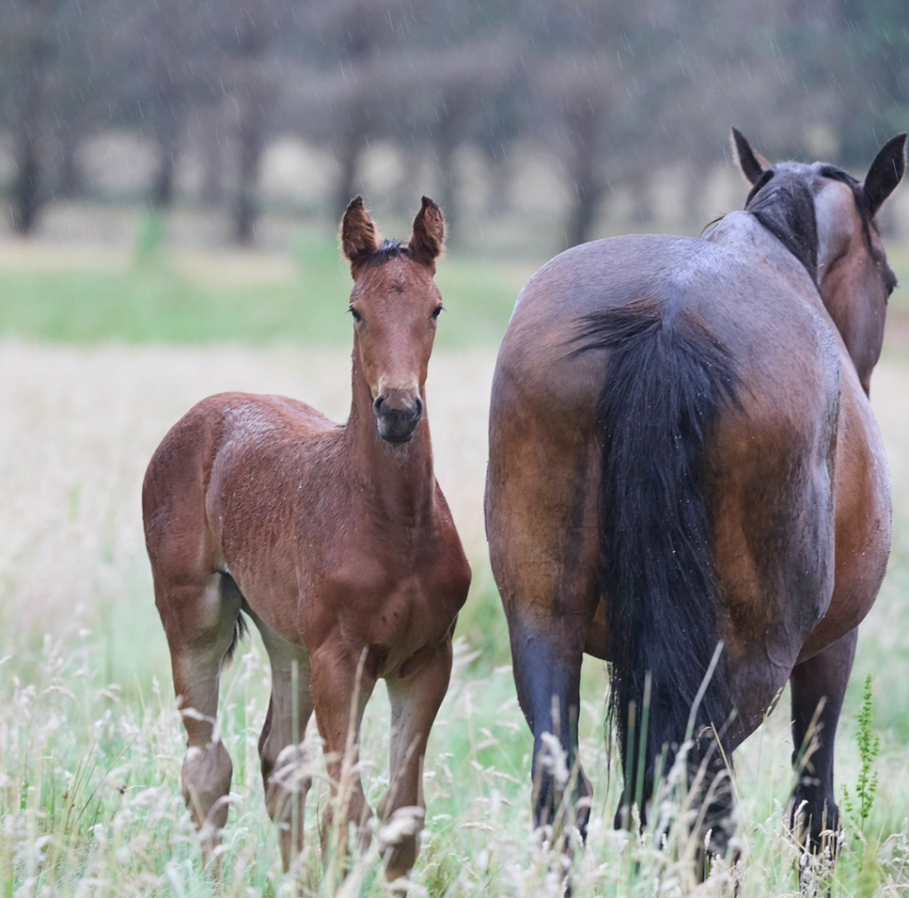 Breeding