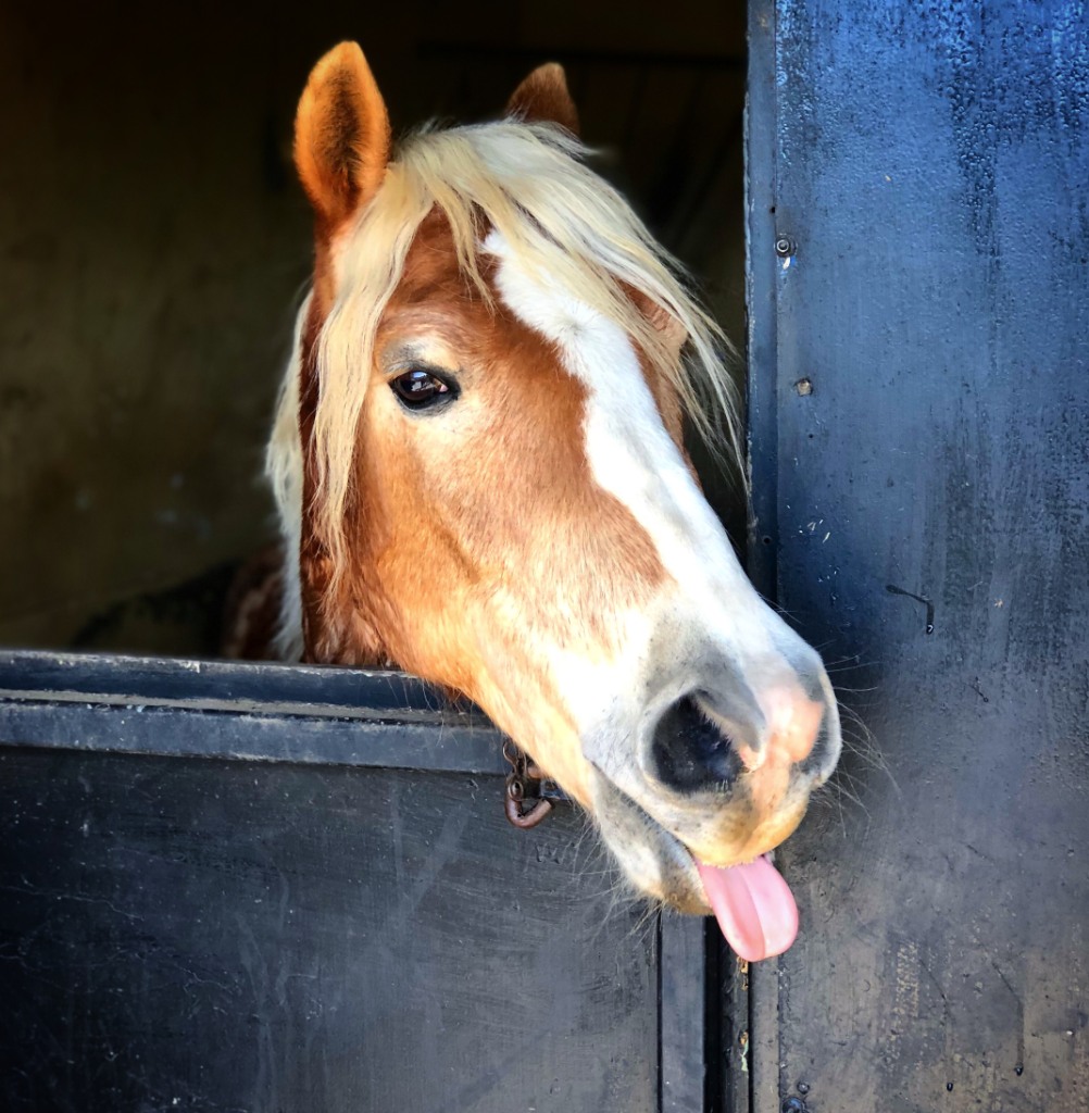 Riding School / Camps