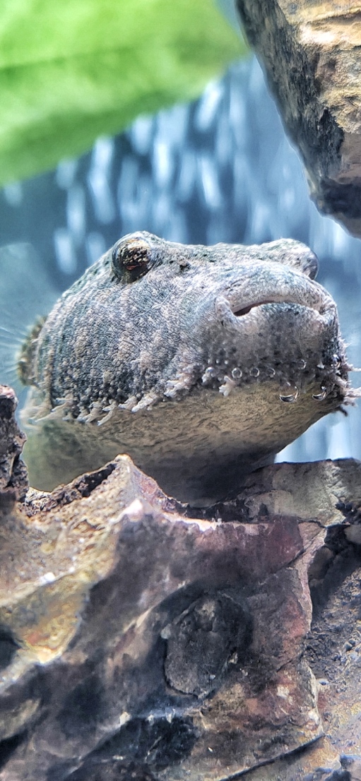 Irwin the hairy pufferfish mascot