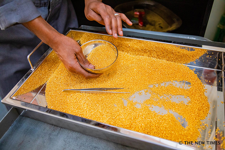 A worker processing raw gold granules on a stainless steel tray