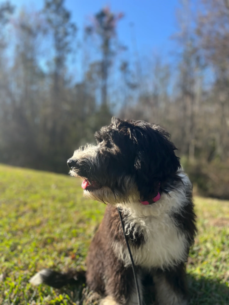 Lulu