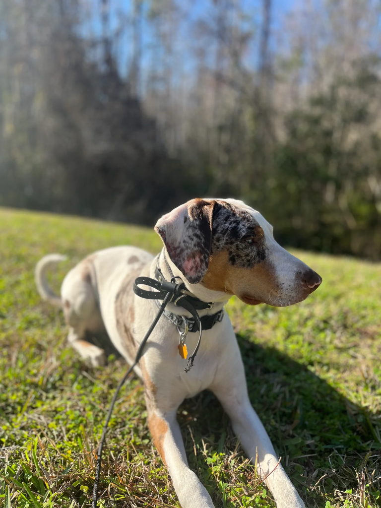 Rex