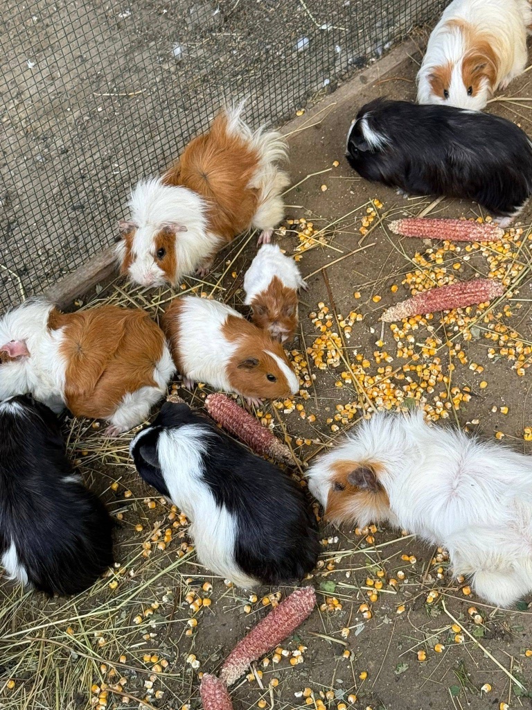 Porcușori de guinea